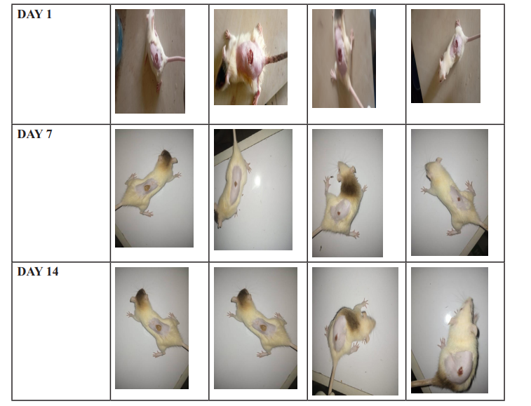 fig1